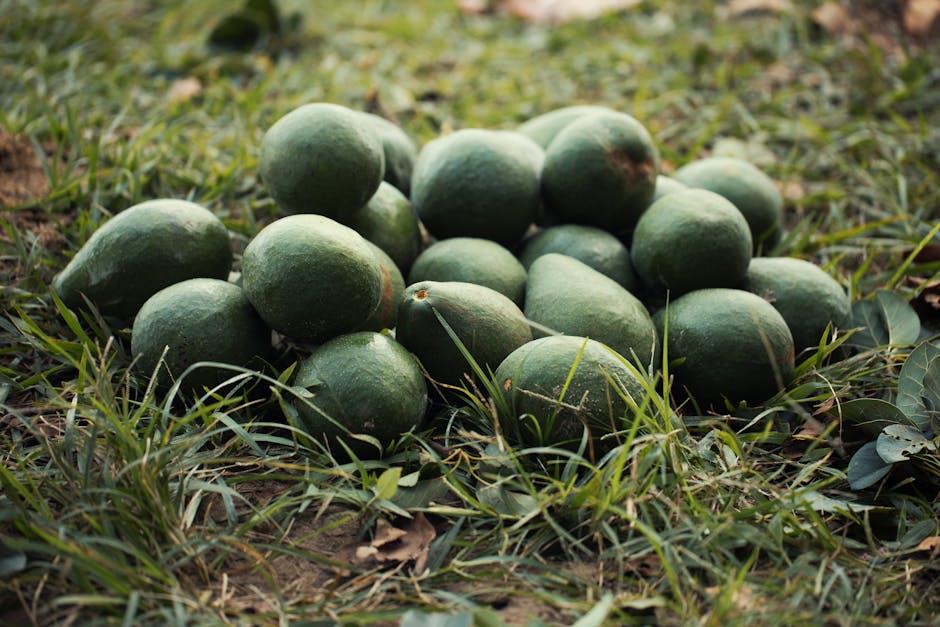 Exploring the Comfort ‍Level of Organic Materials in Avocado Green​ Mattresses