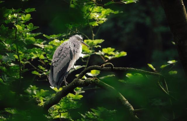 Top​ Recommendations for the Most Calming narrators